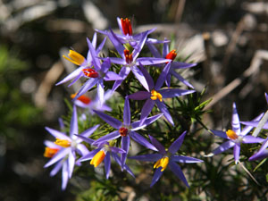 photo of tinsel flower