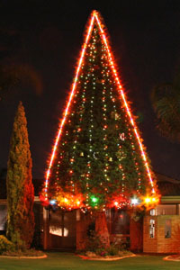photo of xmas tree lights