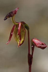 Duck Orchid