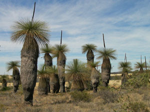 photo of tall grass trees
