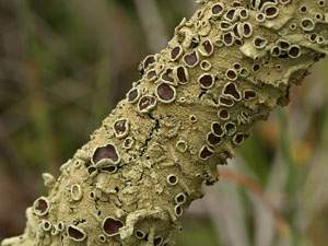photo of lichen on tree