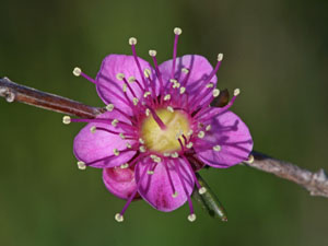 photo of flower