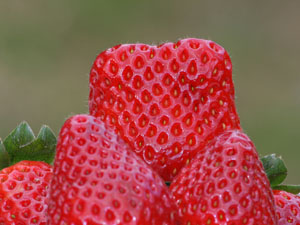 photo of strawberry