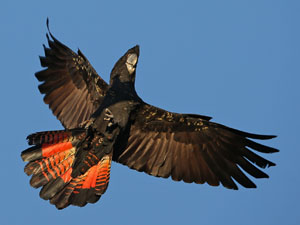 Flying redtail black cockatoo
