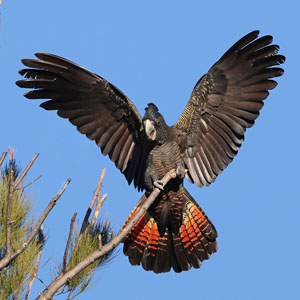 Redtail black cockatoo