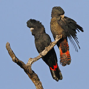 Redtail black cockatoo