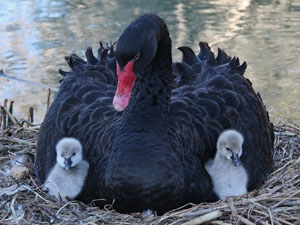 Recent Black Swan Photos - Keith Lightbody