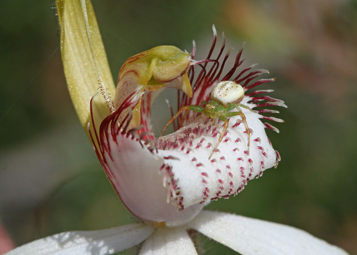 White spider orchid with white spider arachnid