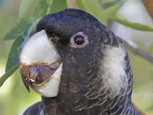 Baudins Black Cockatoo