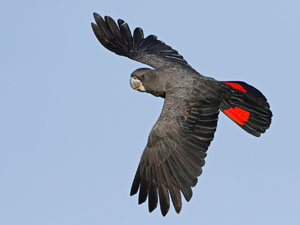 red tailed black cockatoo