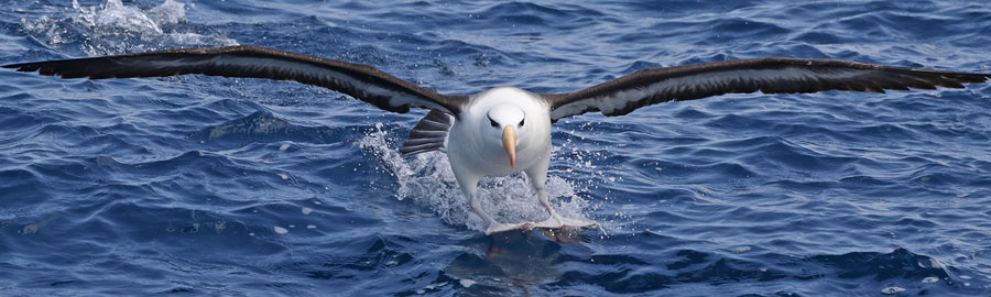 Albatross landing