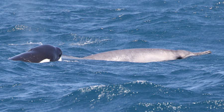 Orca attacking beaked whale