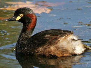 photo of adult grebe