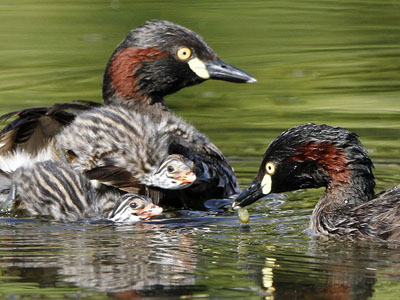 Baby grebes