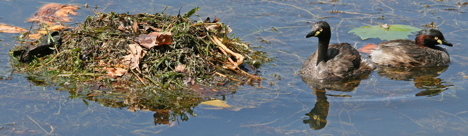 photo of floating nest and adult grebes