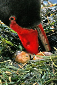 photo of swan  beak near old eggs