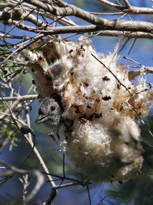 female mistletoe bird checking nest
