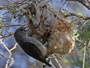 female mistletoe bird at nest