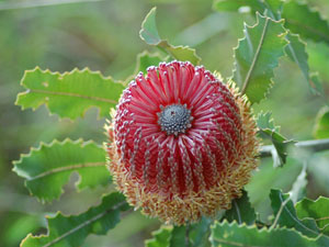 photo of banksia flower